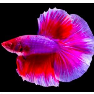 Meet your Posher, MaisonPosh22